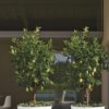 Poterie Collection MITU PAC – Image 2