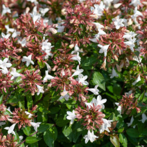 Abélia grandiflora