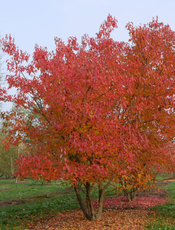 Erable ginala (Acer ginala)