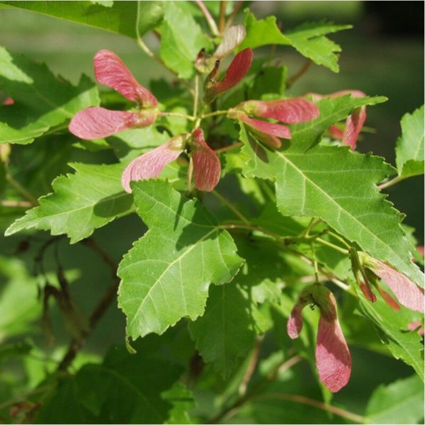 Erable ginala (Acer ginala) – Image 2