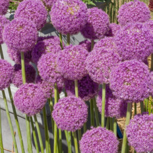 Allium