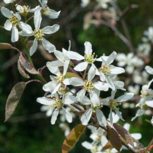 Amelanchier canadensis forme buisson