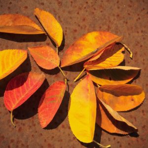 Amelanchier sur tige (forme arbre)