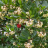 Arbre aux fraises (arbustus unedo)