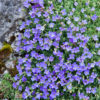 Aubriète