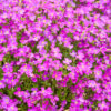 Aubriète – Image 2