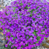 Aubriète – Image 3