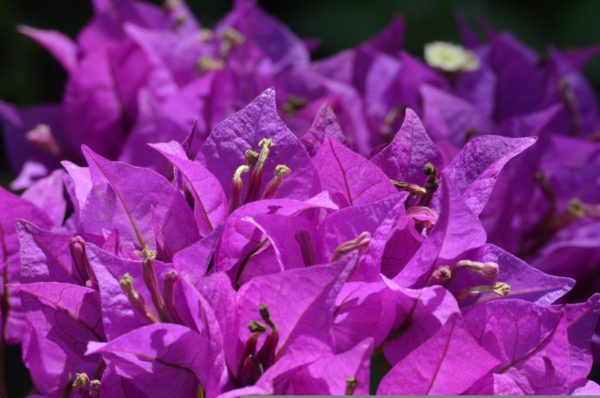 Bougainvillier