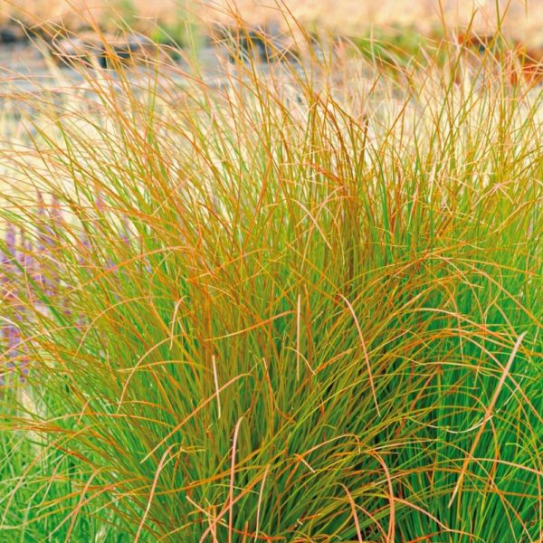 Carex pour exposition ensoleillée