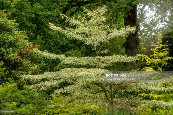 Cornouiller des Pagodes (cornus controversa variegata)