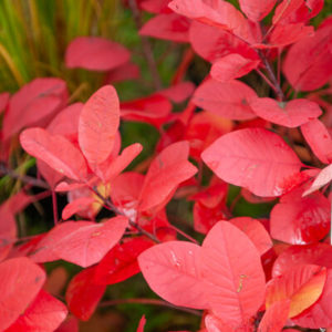Arbre à perruques (cotinus)