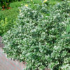 Fusain couvre sol – Image 2