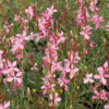 Gaura