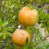 Grenadier à fruits