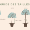 Liquidambar gum ball sur tige – Image 2