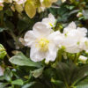 Héllebore (rose de Noël)