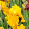 Iris – Image 3