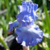 Iris – Image 4