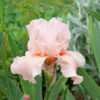 Iris – Image 2