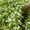 Jasmin à feuillage caduc