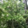 Ligustrum japonicum sur tige (troêne du Japon)
