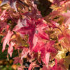 Liquidambar gum ball sur tige