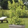 Poterie Collection MITU PAC