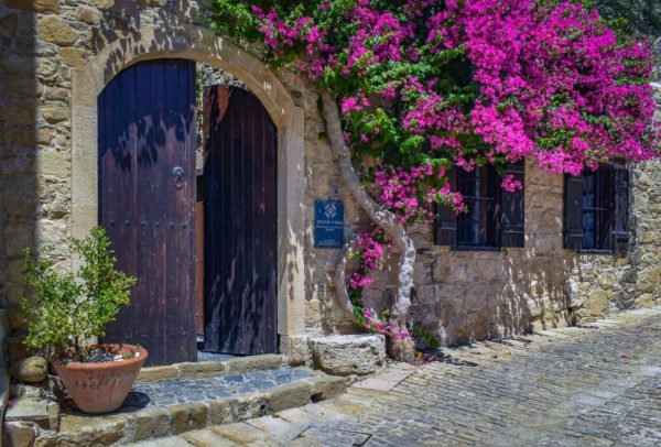 Bougainvillier – Image 2