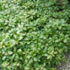 Pachysandra terminalis
