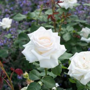 Rosier Buisson