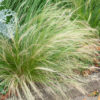 Stipa (cheveux d'ange)