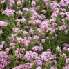 Œillet rampant (dianthus deltoides)