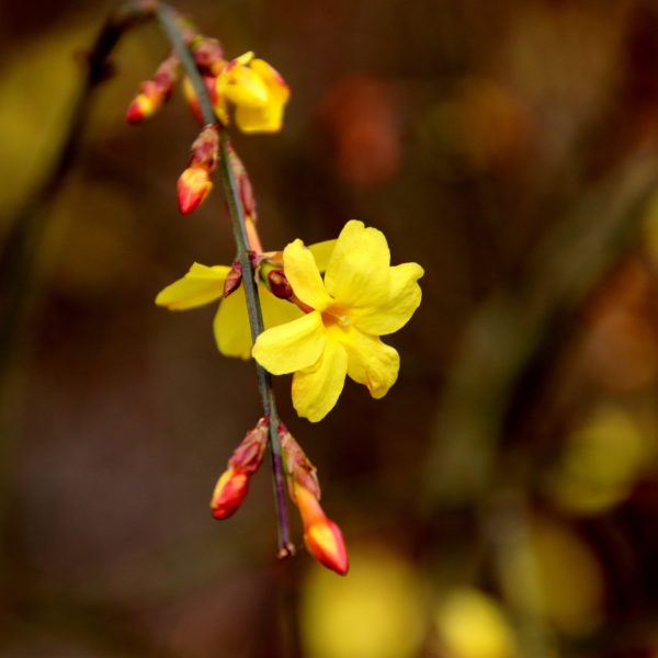 Jasmin à feuillage caduc – Image 2