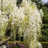 Glycine – Image 2