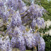 Glycine