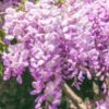 Glycine – Image 3