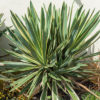Yucca